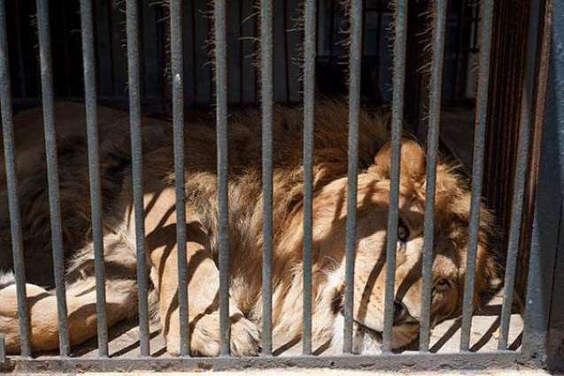 Man killed by lions in Chinese zoo