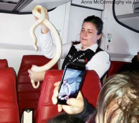 Snake on American Plane