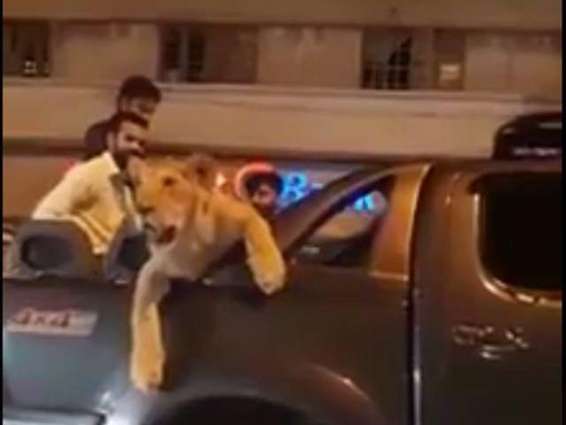 کراچی دیاں سڑکاں اُتے پالتو شیر دی سیر: پولیس نے شیر دے مالک نوں گرفتار کر لیا