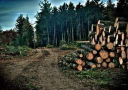 Deforestation- a life at brink