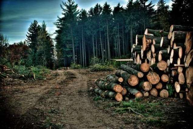 Deforestation- a life at brink
