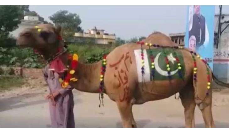 مشن جی ٹی روڈ :نواز شریف دے صدقے لئی لیاندا گیا اونٹھ کرائے دا نکلیا
