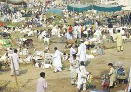 لاہور: بکرا چور گینگ لوکاں دے ہتھ چڑھ گیا