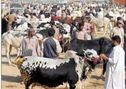 پاکستانیاں نے وڈی عید اُتے تقریبن81لکھ جنوراں دی قربانی کیتی