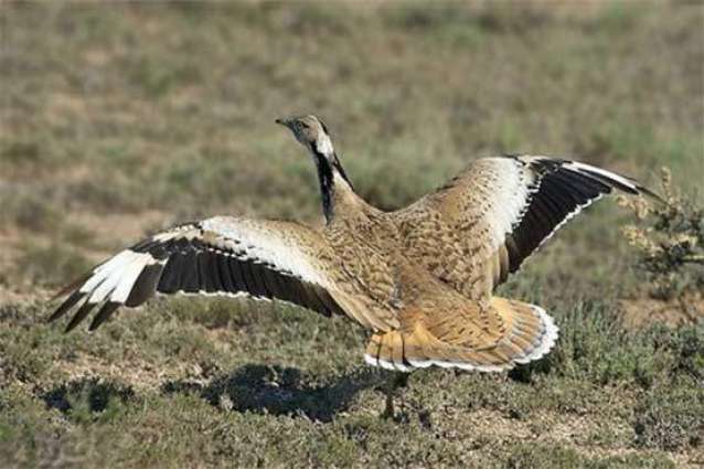 Lahore High Court  withdraws decision of temporary ban on houbara bustard hunting