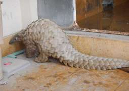 Increase in demand of scales and meat driving pangolins to extinction: WWF-Pakistan