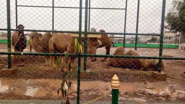 CM Pervez Khattak opens first ever zoo in Peshawar