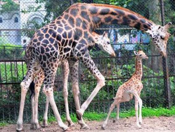 Punjab to establish four new zoos, renovate existing: Secretary Wildlife
