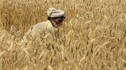 Food Department to issue gunny bags to wheat growers of Gujranwala Division from April 20