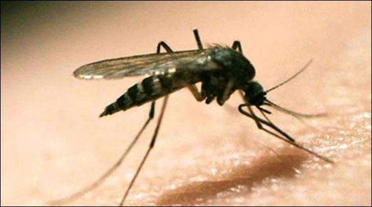پاکستان سمیت پوری دنیا اچ ملیریا توں بچنڑ داعالمی ڈینھ (اج) منایاویسی