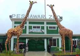 Over 34 animals died at Peshawar zoo in three months: report