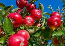 UNIDO and Govt of Gilgit Baltistan Join hands for Piloting Cherry, Apple and Trout Value Chain Development through Private Sector Collaboration