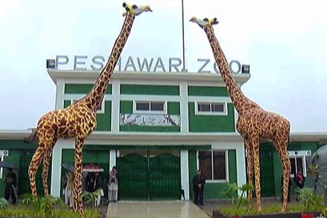 Over 34 animals died at Peshawar zoo in three months: report