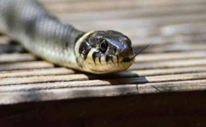 Snake found from Accountability Court during Nawaz Sharif’s hearing