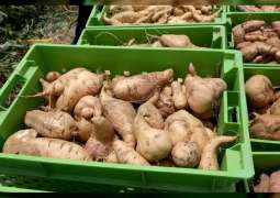 مزارع أبوظبي تنجح في انتاج  "البطاطا الحلوة"بشتلات من البيرو 