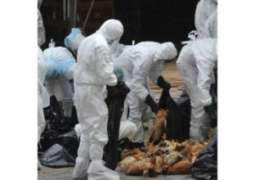            السعودية تحظر استيراد الطيور والبيض من نيبال لظهور انفلونزا الطيور          