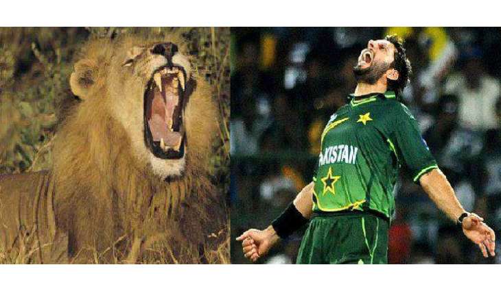 گھر وچ شیر پالن اُتے شاہد آفریدی خلاف تحقیقات شروع