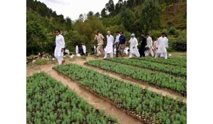 انٹرنیشنل میڈیا نے بلین ٹری منصوبے نوں پاکستان لئی چنگا قرار دے دتا