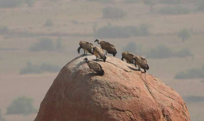 Good news for Asia’s declining vultures: New restrictions on toxic veterinary drugs in Pakistan