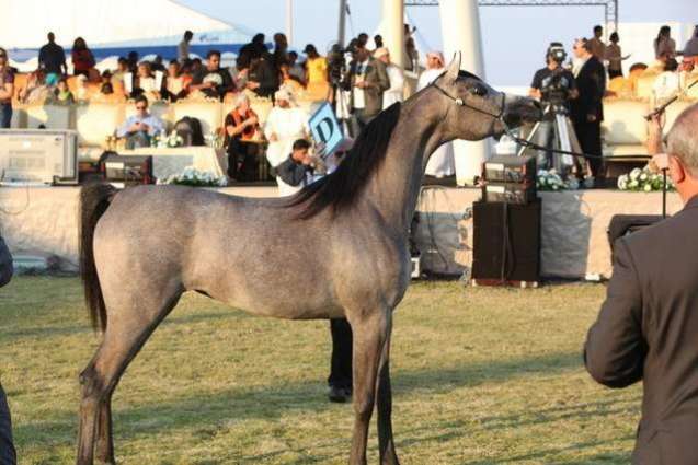 Ajman Stud to compete in "Arabian Horse World Championships of the Mediterranean and Arab Countries" in France