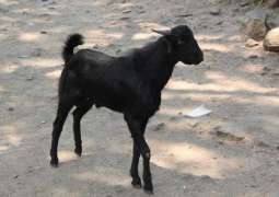 ECP sacrifices two goats for safe elections