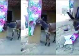 Following Imran Khan’s ‘donkey’ remark, video of donkey tearing down PTI’s poster goes viral
