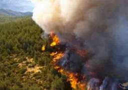 أوروبا تتعرض لموجة حر شديدة والحرائق تلتهم الغابات
