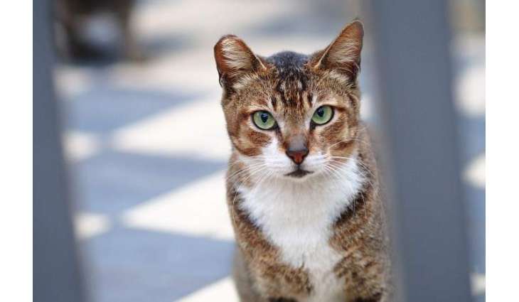 Cat enters Operation Theatre in Jinnah Hospital Lahore
