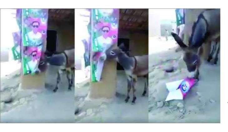 Following Imran Khan’s ‘donkey’ remark, video of donkey tearing down PTI’s poster goes viral