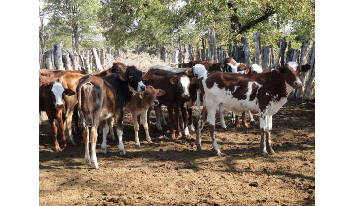 Two cattle thieves killed by villagers, another killed in firing of culprits in larkana