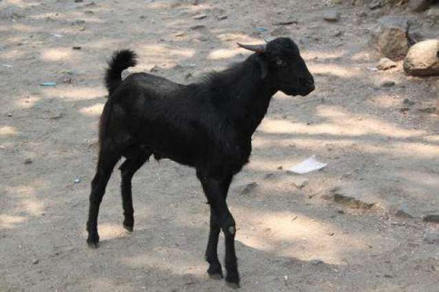 ECP sacrifices two goats for safe elections