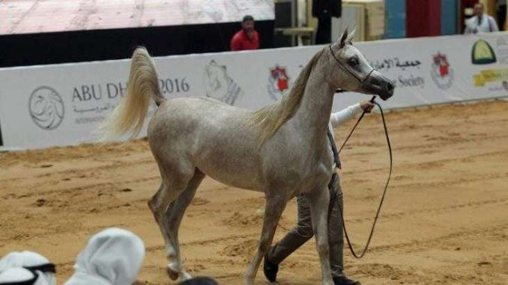 Dubai Stud wins two gold medals in Elran Arabian Horse Cup