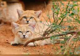 Al Ain Zoo continues Arabian sand cat conservation efforts