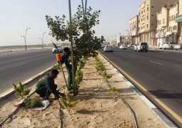 بلدية القطيف تزرع أكثر من 266 ألف شجرة لزيادة الرقعة الخضراء