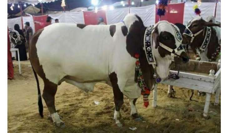 حکومت نے وڈی عید دیاں چھٹیاں دا اعلان کر دتا