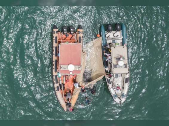 "التغير المناخي والبيئة" تنقذ صغير قرش الحوت التائه في خور دبي