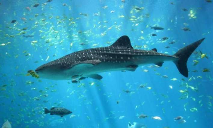 Dubai officials rescue lost juvenile whale shark