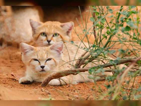 Al Ain Zoo continues Arabian sand cat conservation efforts