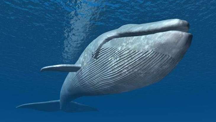Ten-Million-Year-Old Whale Fossils Discovered at Crimean Bridge Construction Site