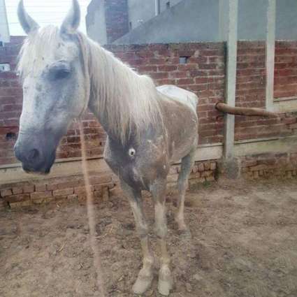 Conatural finds a weak, beaten up donkey, names it ‘Leila’