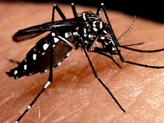 ERC conducts anti-dengue fever campaign in Shabwa