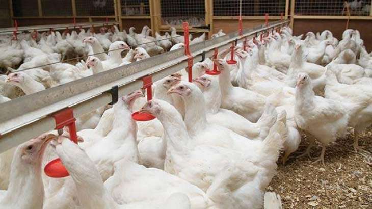 UK's Aviagen to Build $28-Mln Poultry Farm in Russia's Penza Region - Russian Official