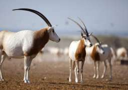 Sahelian plains of Chad welcome 40 Scimitar-horned Oryx calves in 2018