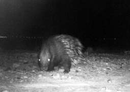 كاميرات " بيئة أبوظبي " تعيد اكتشاف حيوان النيص وثعلب روبل