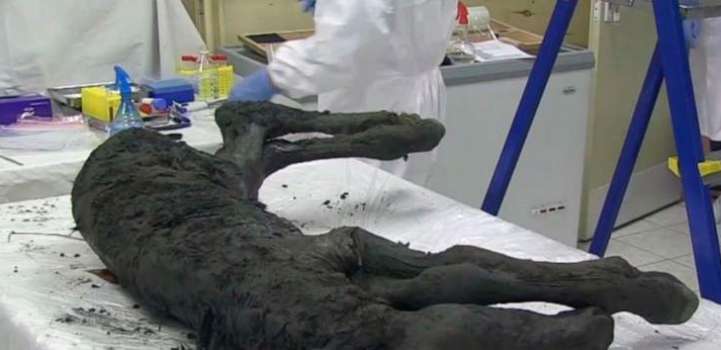 Scientists of Russia's Yakutia May Clone Mammoth in Next 10 Years ..
