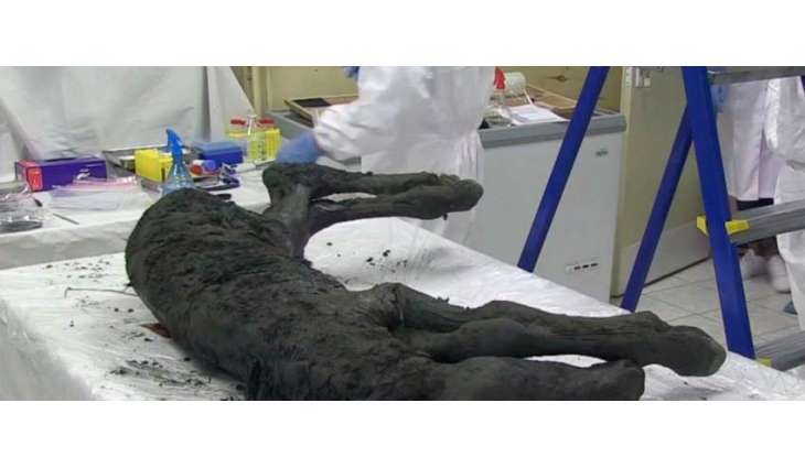 Scientists of Russia's Yakutia May Clone Mammoth in Next 10 Years - Region's Head