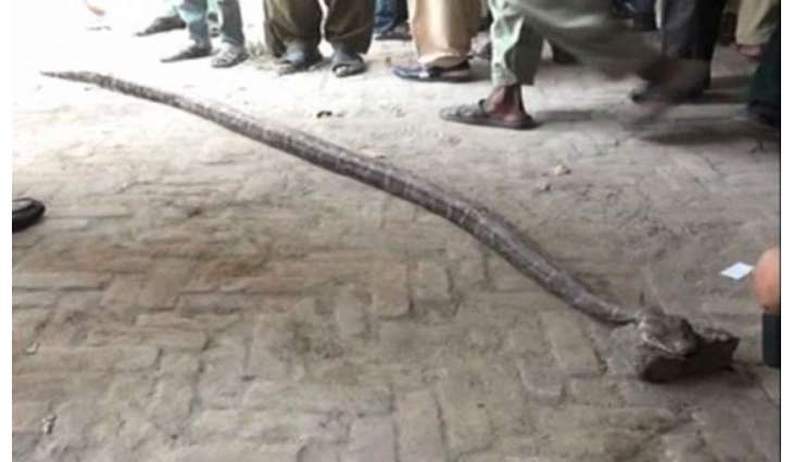 لاہور دے سروسز ہسپتال وچ 3فٹ لمبا سپ نکل آیا
