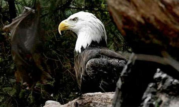 Report: Eagles help preserve environment