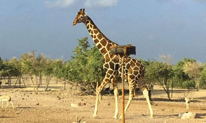 Discovery Channel's ‘Wild Dubai’ examines the diverse array of wildlife in Dubai