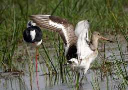 388 نوعا من الطيور المهاجرة تحط رحالها في الإمارات سنويا